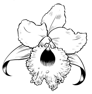 "Orchid" is copyright ©2008 by Colleen Coover.  All rights reserved.  Reproduction prohibited.